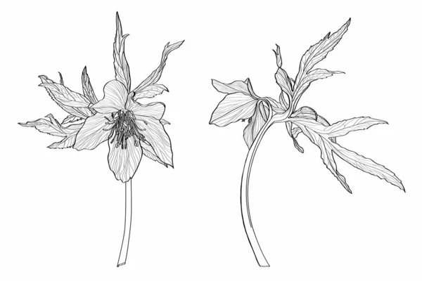 Helleborus Orientalis Retro Styled Flororal Plant Botanical Drawing 배경에 고립됨 — 스톡 벡터