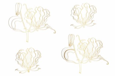 Gloriosa süper altın çizgili çiçekler. Kozmetik, parfüm ve tıbbi tesis. Çizgi el çizimi illüstrasyon.