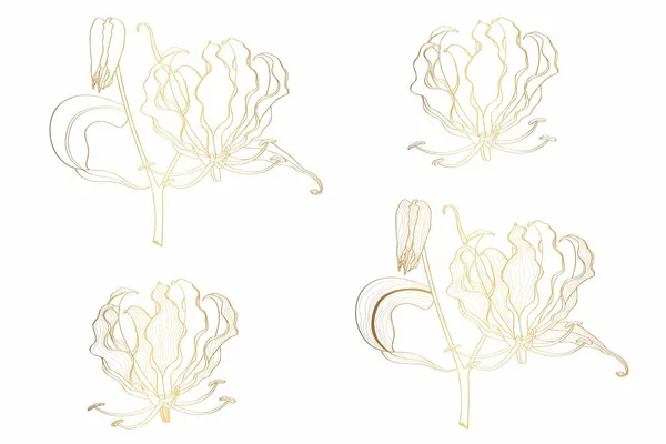Gloriosa Superba Gouden Lijn Bloemen Cosmetische Parfumerie Medische Planten Handgetekende — Stockvector