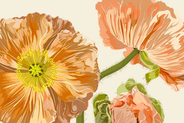 Illustration of floral poppy flowers. Yellow, beige group and isolated poppies on a white background.  California Poppy, Iceland poppy.