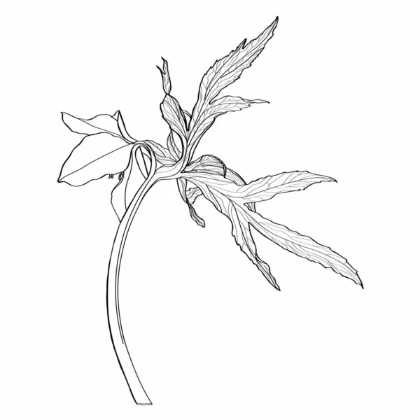 Helleborus Orientalis Ρετρό Λουλουδάτο Φυτό Βοτανικό Σχέδιο Απομονωμένα Λευκό Φόντο — Διανυσματικό Αρχείο