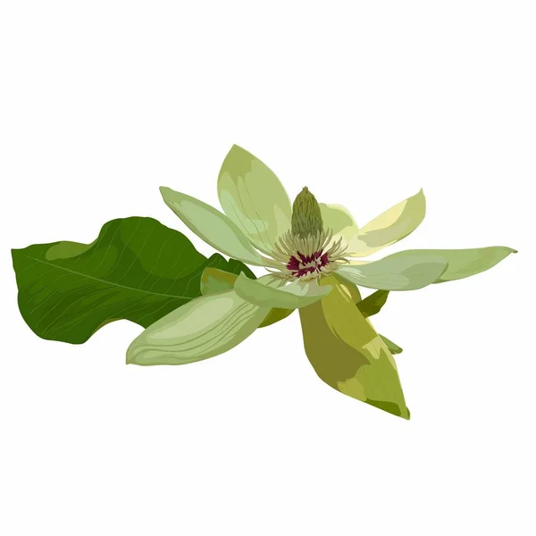 Zielony Kwiat Magnolii Realistyczna Ilustracja Wektora Odizolowana Białym Tle Lato — Wektor stockowy