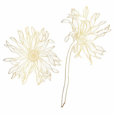 Güzel altın, Gerbera çiçeği seti izole edilmiş. Elle çizilmiş hatlar ve vuruşlar.