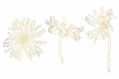 Güzel altın, Gerbera çiçeği seti izole edilmiş. Elle çizilmiş hatlar ve vuruşlar.