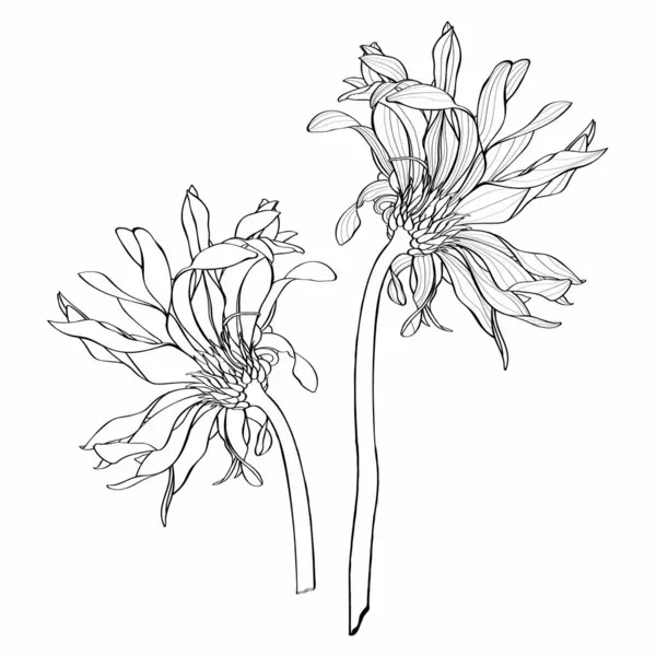 Krásný Monochrom Linie Černá Bílá Gerbera Květ Nastavit Izolované Ručně — Stockový vektor
