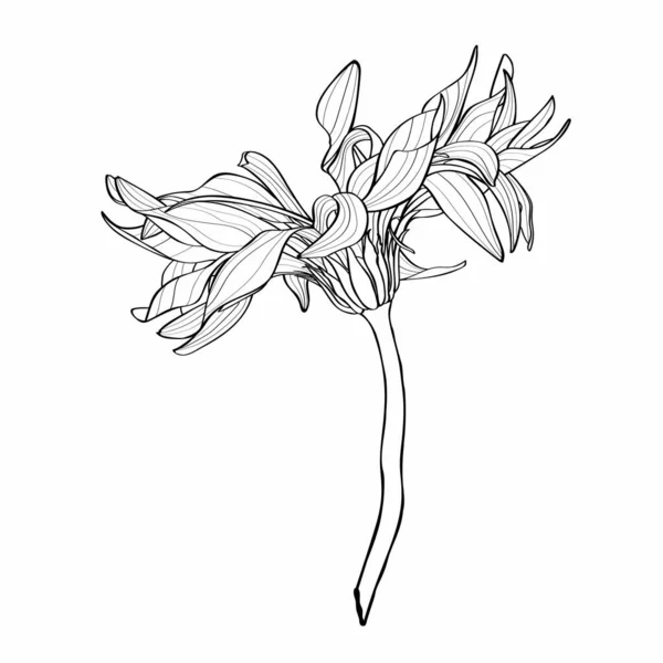 Krásný Monochrom Linie Černá Bílá Gerbera Květiny Izolované Ručně Kreslené — Stockový vektor