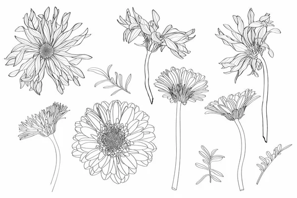 Прекрасний Монохром Лінія Чорно Біла Квітка Гербери Великий Набір Ізольовані — стоковий вектор