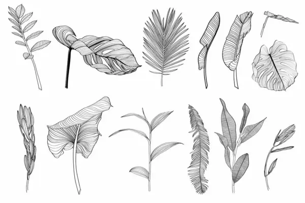 Palm Monstera Leaves Big Set Black White Drawing Line Art — Stock Vector