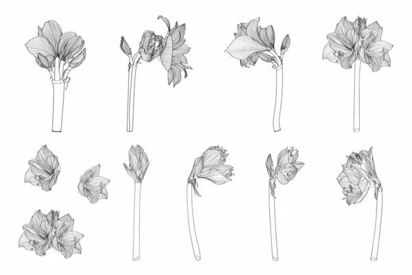Декоративная Кливия Amaryllis Branch Flowers Big Set Design Elements Можно — стоковый вектор