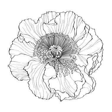 Çizgili gelincikler. Kara Duvar Sanatı. Tek renkli çiçek desenli element. Çiçek süsü ağ için iyidir, yazdırın.