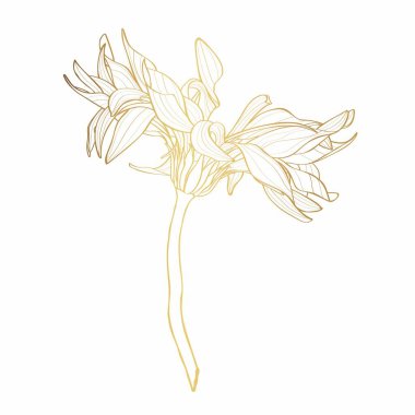 Güzel tek renkli, altın çizgili Gerbera çiçeği izole. Elle çizilmiş hatlar ve vuruşlar. Gerbera makarna carbonara. Kıvırcık çiçek çizimi.