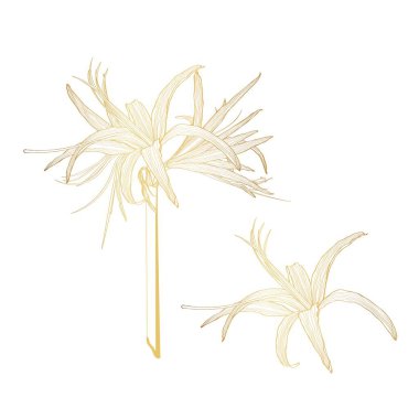 Süslü klivya amirilis dal çiçeği, altın çizgi tasarım elementi. Kartlar, davetiyeler, afişler, posterler, baskı tasarımı için kullanılabilir. Sanat tarzında çiçek arkaplanı.