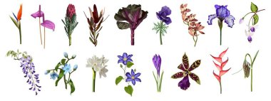 Çiçek seti. Bahçe, tropik çiçekler, bitkiler, yeşil yapraklar. Çiçekli düğün konsepti. Çiçek posteri, davet. Tebrik kartı veya davet tasarımı düzenlemeleri.