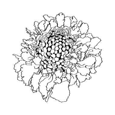 Davetiyeler, yemek dekoru, aroma ürünleri, kabartma için yemyeşil bir Scabiosa çiçeğinin grafiksel siyah beyaz çizgi resmi.