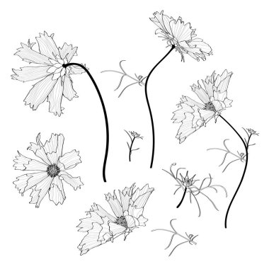 İzole beyaz siluet kozmos çiçekleri seti. Beyaz düzlemdeki sevimli el çizimi çiçek vektör çizimi.