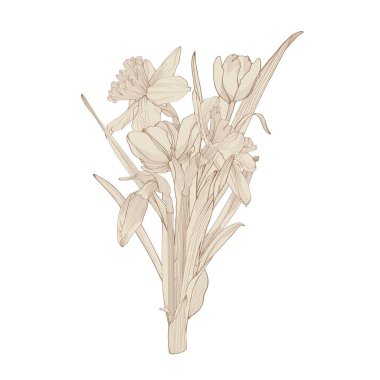 Nergisler, laleler çiçek buketi. Beyaz üzerine Narcissus 'un siyah çizimi çizilmiş. Paskalya ve bahar çiçeği tasarımı için vektör ögesi, boyama kitabı, dövme.