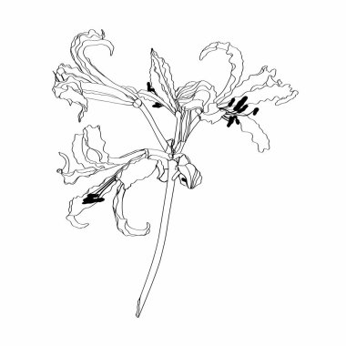 Lüks çiçekler ve logo seti. Son moda botanik elementler. El çizimi dallar ve çiçek açar. Davetiye için zarif kır çiçekleri. Randevu kartını sakla. Narine zambağı.