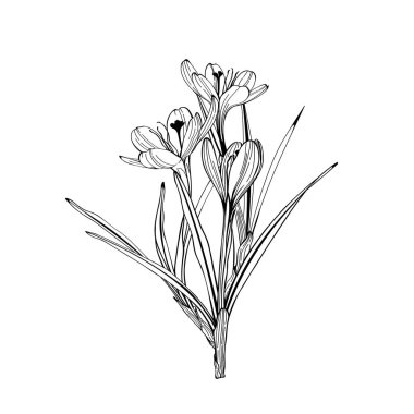 Crocus veya safran çiçeği. Çiçekli botanik çiçeği. İzole illüstrasyon elementi. Arkaplan, doku, ambalaj deseni, çerçeve veya kenar çizimi için vektör el.