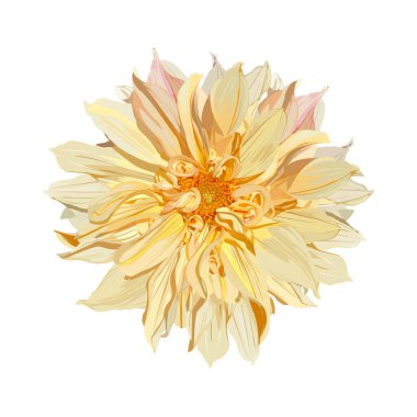 Bir suluboya resmin etkisiyle izole edilmiş güzel bir yıldız çiçeği. Düğün, doğum günü, sevgililer günü, anneler günü ve diğer tatiller için tebrik kartı ve davetiye tasarla..