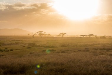 Acacia trees backlit in the vast grasslands of Serengeti National Park. Tanzania.