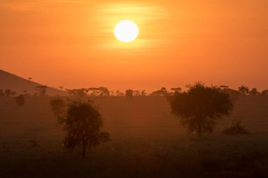 Kırmızı akasya ağaçları ve dağlarla gün batımı. Serengeti Ulusal Parkı Tanzanya