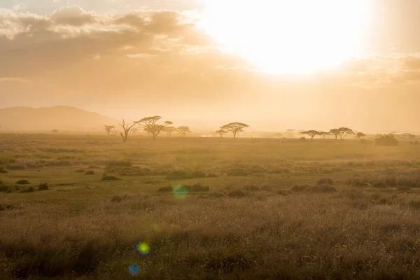 Acacia Trees Backlit Vast Grasslands Serengeti National Park Tanzania — Zdjęcie stockowe