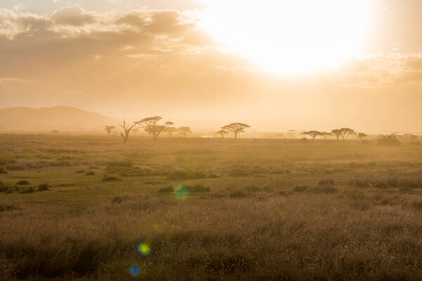 Acacia trees backlit in the vast grasslands of Serengeti National Park. Tanzania.