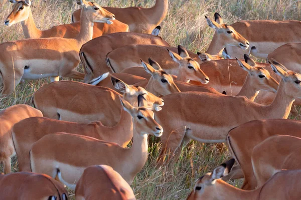 Herd Multiple Female Impala Aepyceros Melampus Grasslands Serengeti National Park — Foto Stock