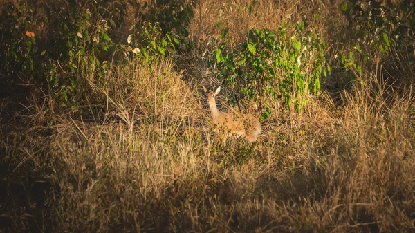 Par Antílope Dik Dik Savana Parque Nacional Serengeti Tanzânia — Fotografia de Stock
