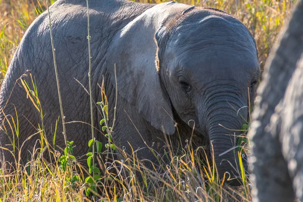 Sloní Mládě Národním Parku Serengeti Tanzanii Cestovní Safari Koncept — Stock fotografie