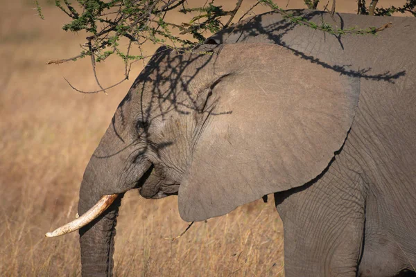 Jonge Olifant Nationaal Park Serengeti Tanzania — Stockfoto