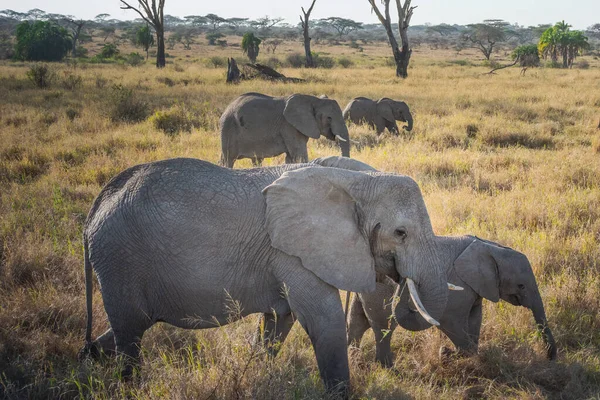 Elephant Herd Serengeti National Park Tanzania Travel Safari Concept — Stock fotografie