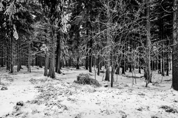 Frosty Winter Day Forest Trees Covered Snow Black White Image — Stock Photo, Image