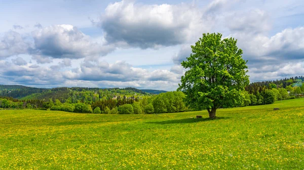 Osamělý Listnatý Strom Kvetoucí Louce Korenov Česká Republika — Stock fotografie