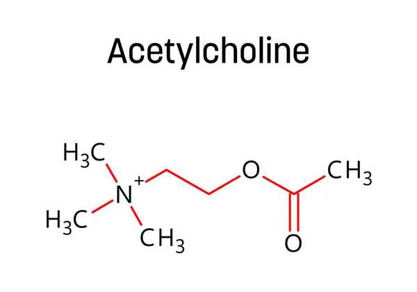 Estructura Molecular Acetilcolina Acetilcolina Neurotransmisor Con Papel Importante Cuerpo Humano — Vector de stock