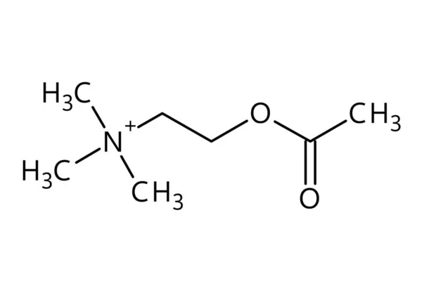 아세틸콜린 구조입니다 아세틸콜린은 사람의 몸에서 역할을 물질이다 과검은 표시가 화합물의 — 스톡 벡터