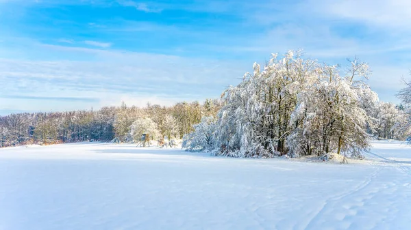 Panoramic view of a snowy landscape on a sunny day. Snow-covered meadows, trees, and a hunting blind