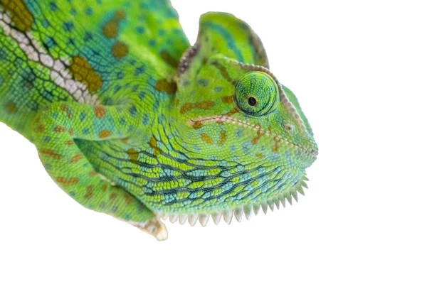 Humorous Portrait Green Chameleon Posing Camera White Background Isolated — Stock Photo, Image