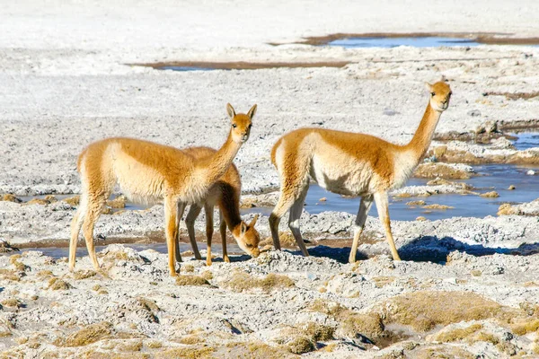 Vicuna Typical South American Wild Cameloid Bolivia — 图库照片