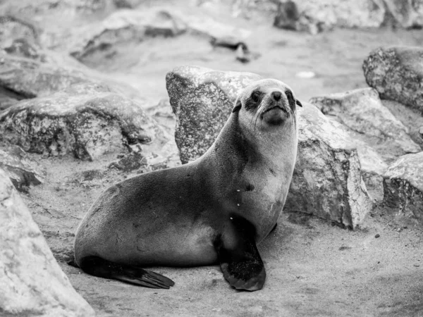 Young Brown Futer Seal Arctocephalus Pusillus Kolonia Cape Cross Wybrzeżu — Zdjęcie stockowe