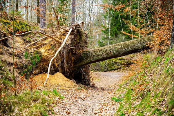 Падение Дерева Через Туристическую Тропу После Шторма — стоковое фото