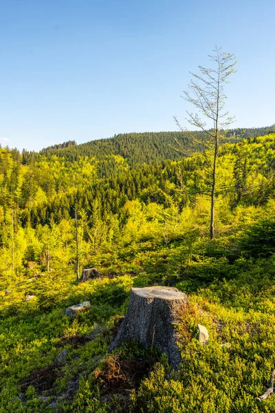 Een Boomstronk Een Bergachtig Boslandschap Beskydy Bergen Een Heldere Zonnige — Stockfoto