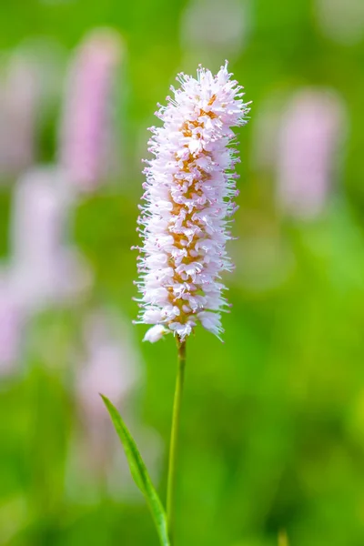 ピンク色の草原が咲き乱れるクローズアップ ビストルタ Officinalis — ストック写真