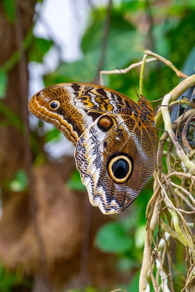 一只来自飞蛾和蝴蝶科的色彩艳丽的蝴蝶的特写 用宏观摄影在其自然栖息地捕捉到 以显示其爬行动物的特征 — 图库照片