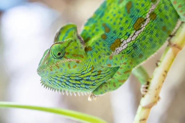 Close Green Common Chameleon Reptile Wildlife Its Fascinating Animal Themes — Stock Photo, Image
