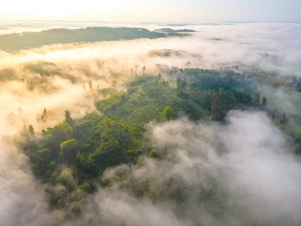 雾蒙蒙的早晨 青翠的森林 茂密的树木和森林中的清澈 无人机提供的空中图像 — 图库照片