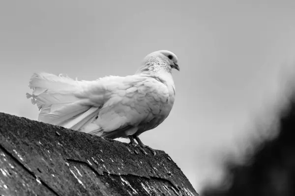 Weiße Tauben Sitzen Auf Dem Dach Des Hofes Schwarz Weiß — Stockfoto