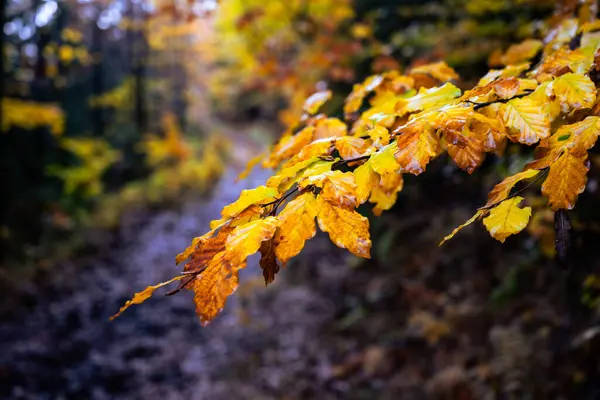 Close-up view of a branch with orange beech leaves in autumn forest