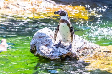A Humboldt penguin stands beside a water, surrounded by pebbles and greenery under bright sunlight. clipart