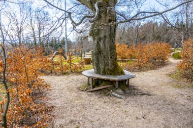A wooden bench built around a large tree offers a peaceful resting spot in a park, amidst leaf-covered paths and bare branches signaling autumn or winter. clipart